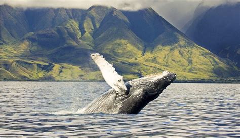 Oahu whale watching. Things To Know About Oahu whale watching. 